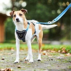 Wolters Hondentuig Gepolsterd Professional Comfort, Maat 7: 90-110cm X 35mm Aqua Blauw/azur